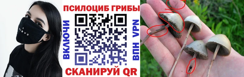 даркнет Telegram  наркота  Сургут  Псилоцибиновые грибы Psilocybine cubensis 